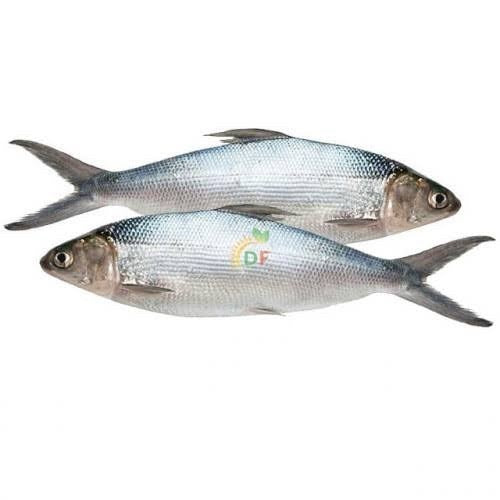 BANGUS